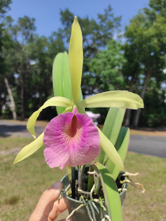 Brassocattleya Felicia