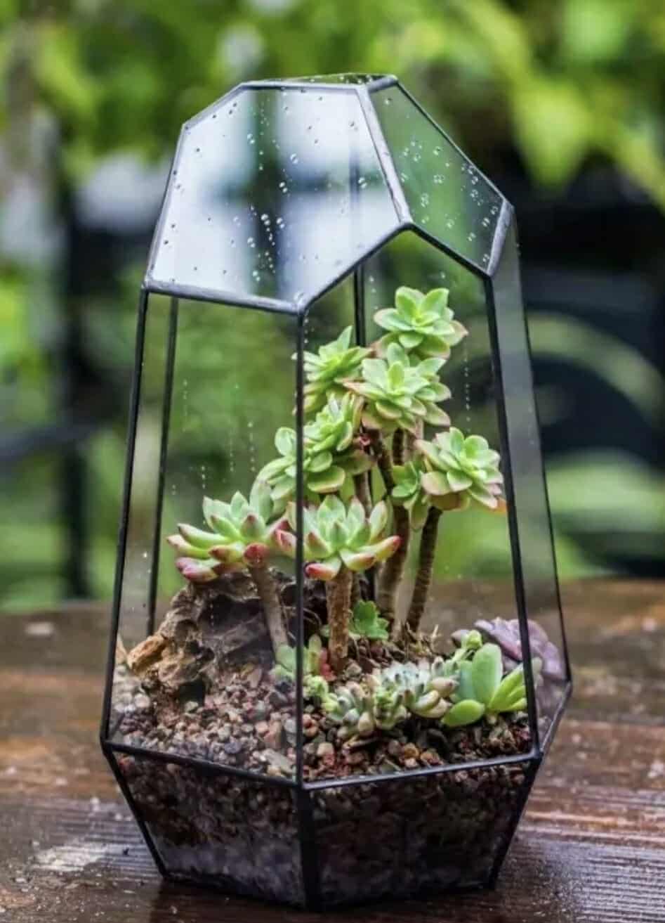 Modern Black Geometric Glass Terrarium