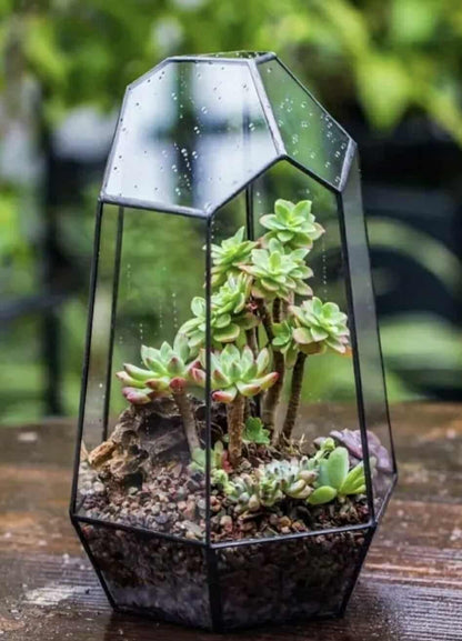 Modern Black Geometric Glass Terrarium
