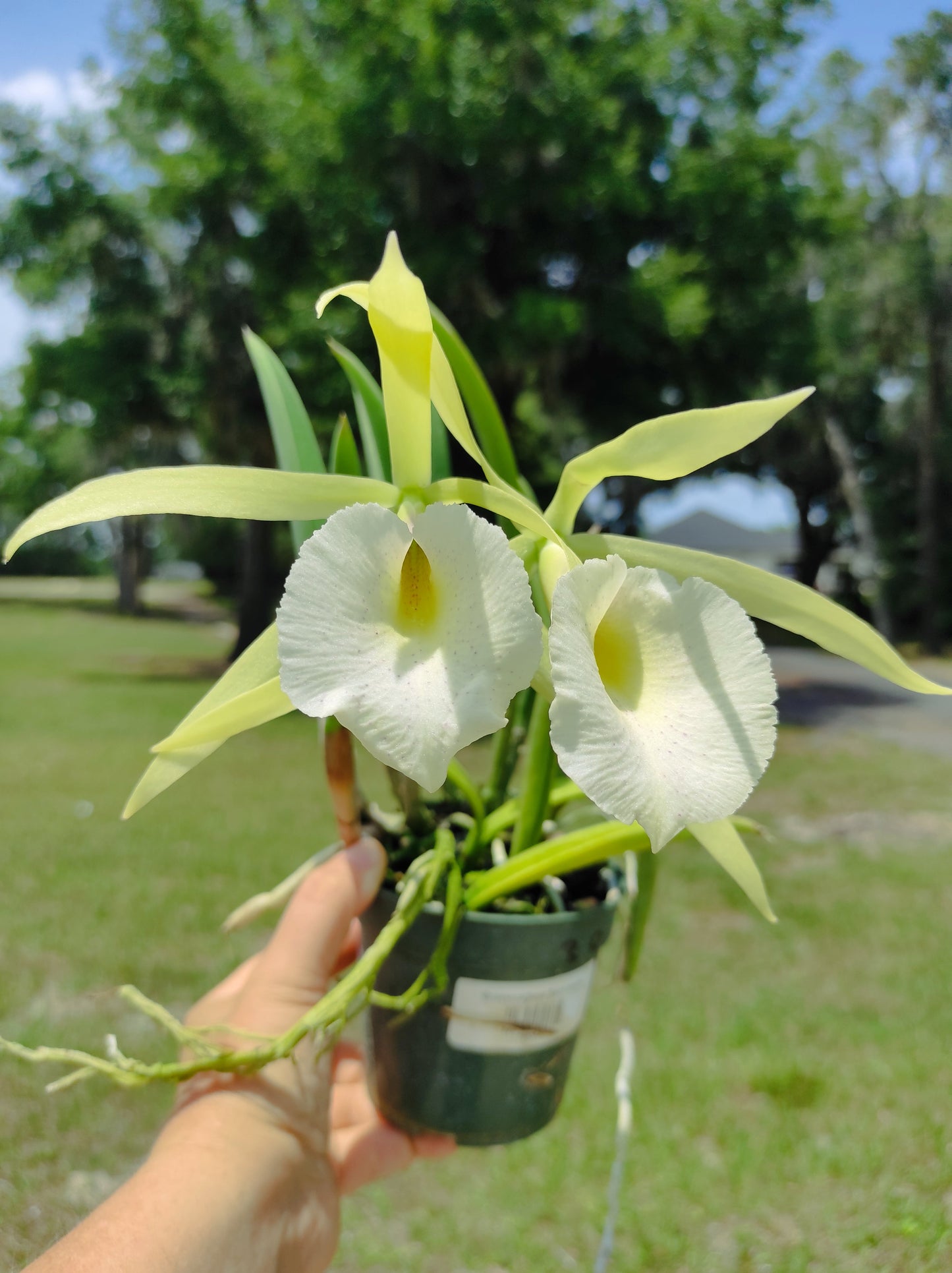 Brassocattleya Saint André
