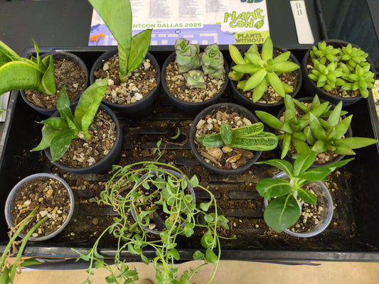 $10 Succulents