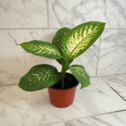 Dieffenbachia Tropic Snow, 6" Plant
