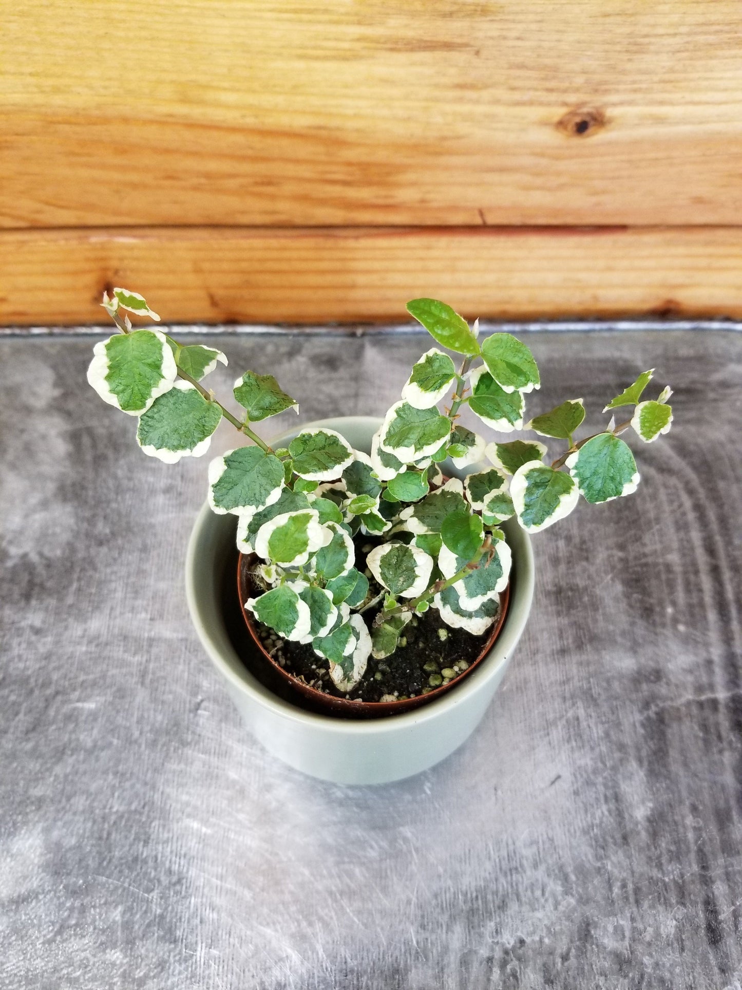 Ficus Pumila Variegated Creeping Fig, 2" Plant