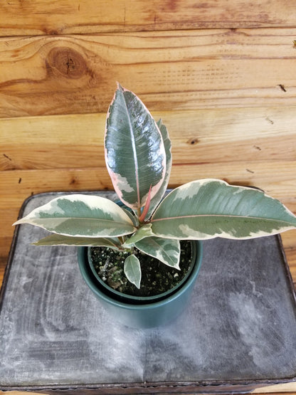 Ficus Tineke, 4" Plant