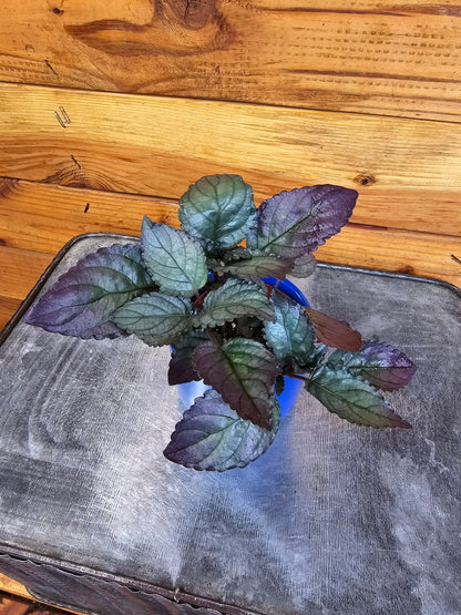 Hemigraphis Silver Queen, 2" Plant