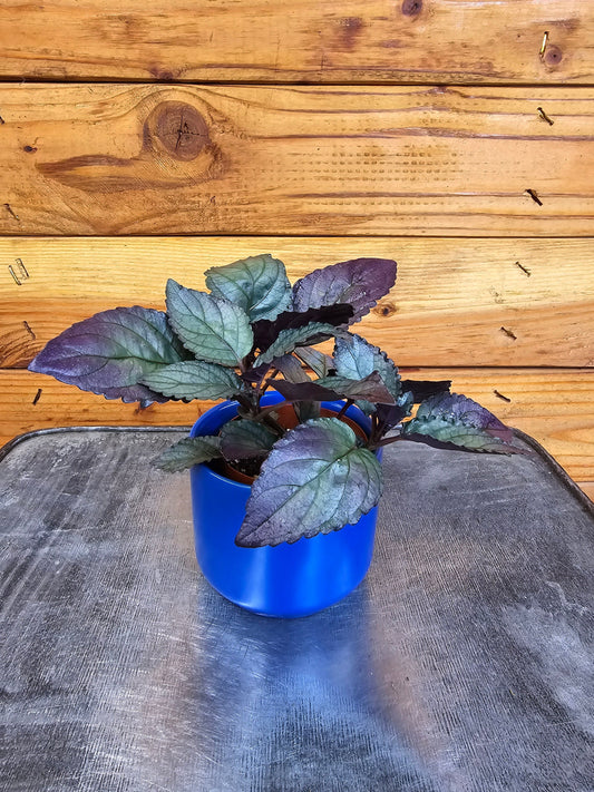 Hemigraphis Silver Queen, 2" Plant