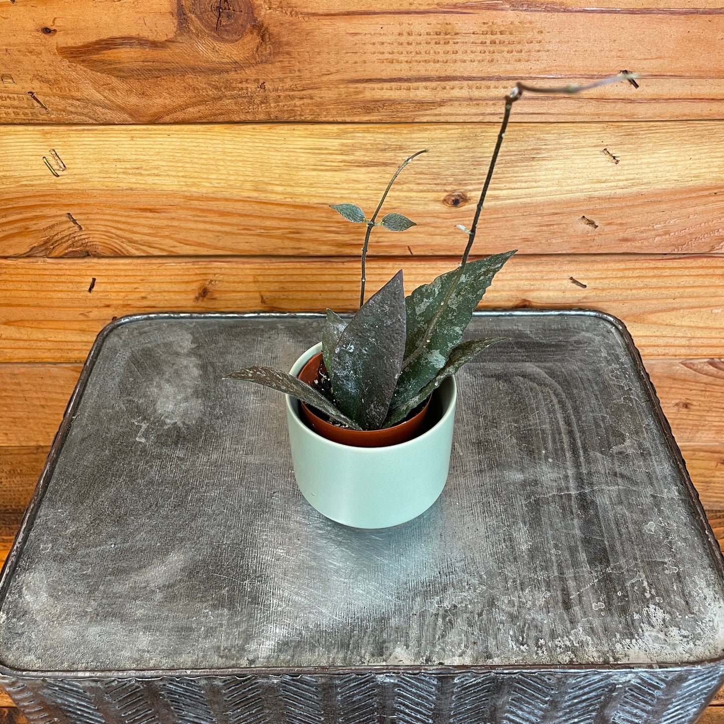 Hoya Caudata Sumatra, 2" Plant