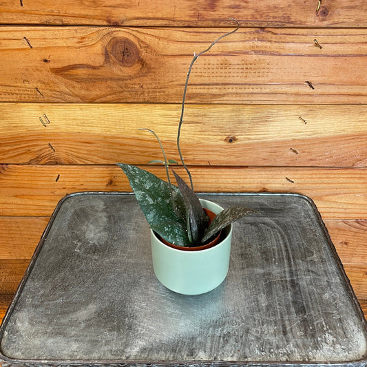 Hoya Caudata Sumatra, 2" Plant