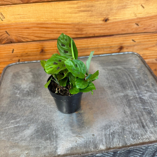 Maranta Leuconeura Mini Prayer, 2" Plant