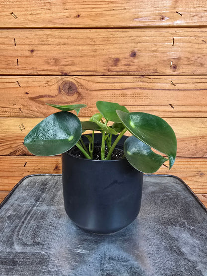 Peperomia Polybotrya Raindrop, 4" Plant