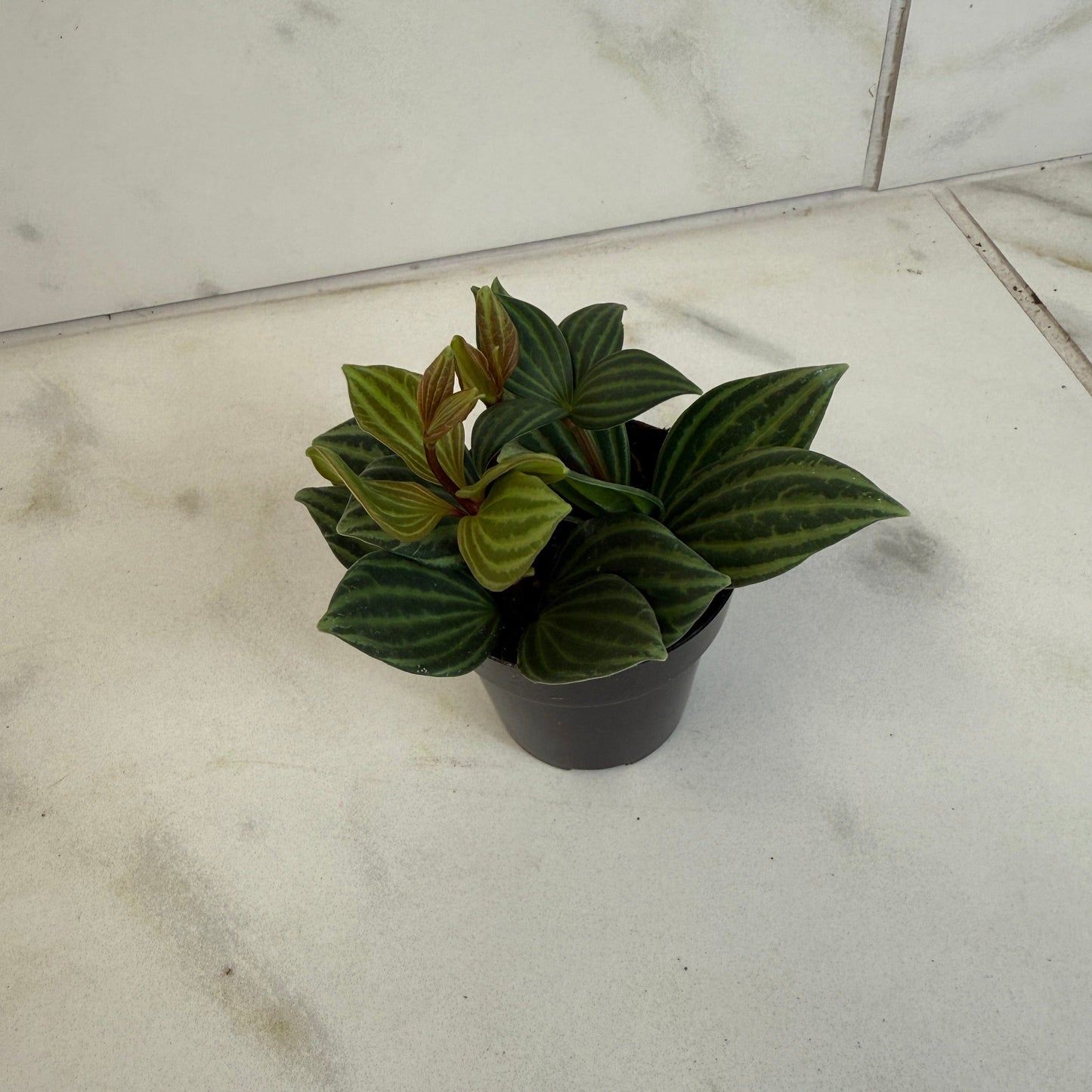 Peperomia Stilt, 2" Plant