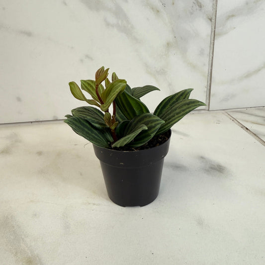 Peperomia Stilt, 2" Plant