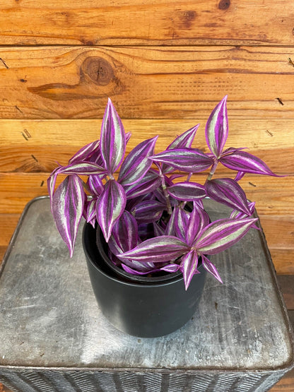 Tradescantia Pink Paradise, 4" Plant
