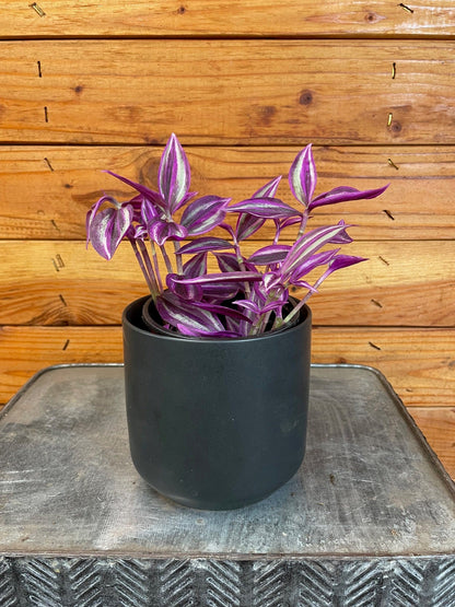 Tradescantia Pink Paradise, 4" Plant