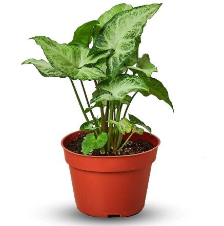 Syngonium White Butterfly