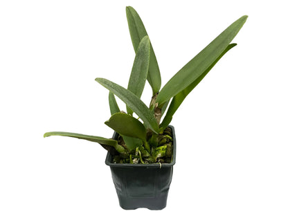 Laeliocattleya Orange Pukiny x Potinara Caesar's Head 'carolina Autumn'