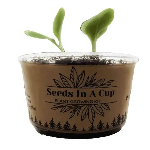 Chives | Plant Seed Grow Kit | Seeds In A Cup®